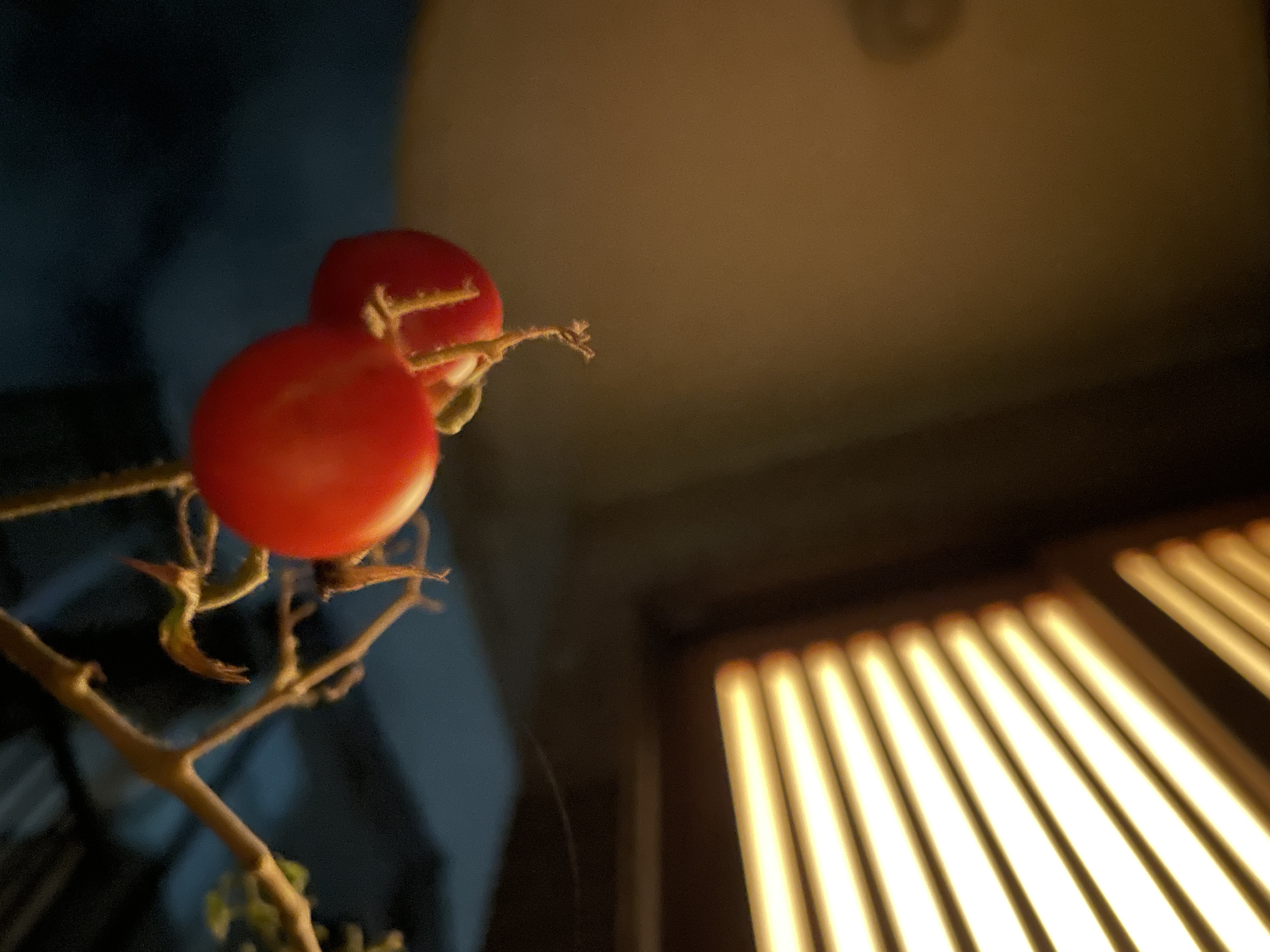 照明に照らされたミニトマト